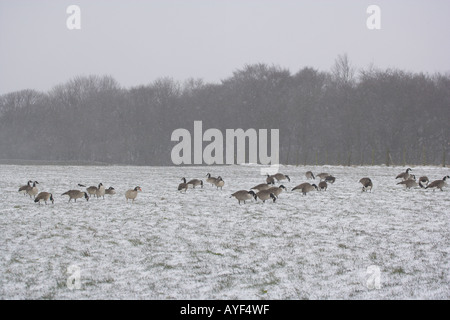 Canada goose Branta canadensis large group feeding on farmland during blizzard UK Stock Photo