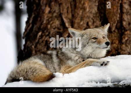 Coyote in Yellowstone National Park, Shot In The Wild Stock Photo