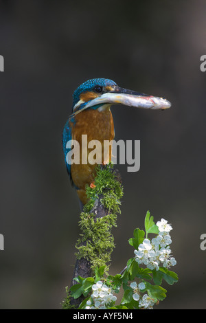 Kingfisher Alcedo atthis on mossy branch with male with minnow on hawthorn Lancs UK Licence number 20050307 Stock Photo
