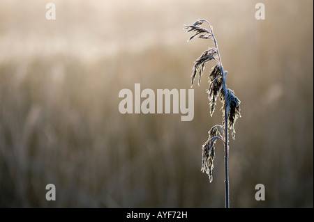 Reed on a riverbank against a foggy sunrise in the english countryside. UK Stock Photo