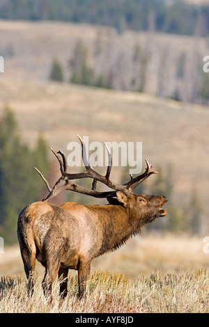 Rocky Mountain Elk cervus elaphus in Yellowstone National Park, Shot in the wild Stock Photo