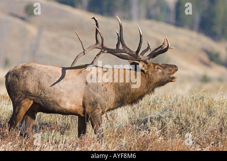 Rocky Mountain Elk cervus elaphus in Yellowstone National Park, Shot in the wild Stock Photo