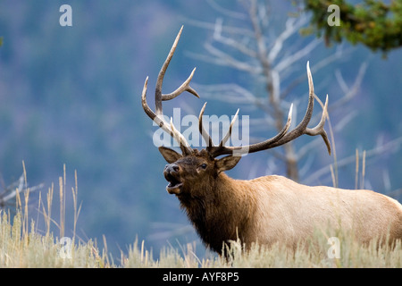 Rocky Mountain Elk cervus elaphus in Yellowstone National Park, Shot in the wild Stock Photo