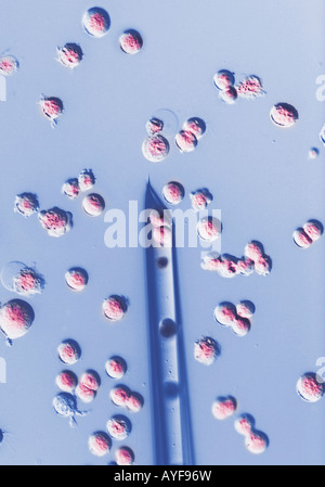 cloning microinjection syringe and human embryonal stem cells ES cells Stock Photo