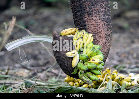 Captive elephant feeding on bananas in an elephant sanctuary. Kerala, India Stock Photo