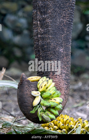 Captive elephant feeding on bananas in an elephant sanctuary. Kerala, India Stock Photo