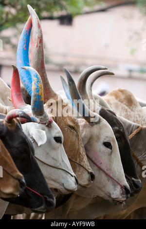 Indian cattle standing in line waiting to be sold at a Kerala cattle market. Palakkad, Kerala, India Stock Photo