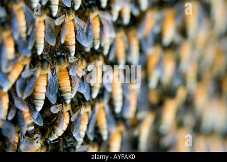 Indian honey bees on a hive. Andhra Pradesh, India