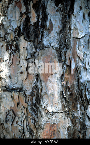 Detail of Pine Tree bark, Pafos Forest, Cyprus Stock Photo