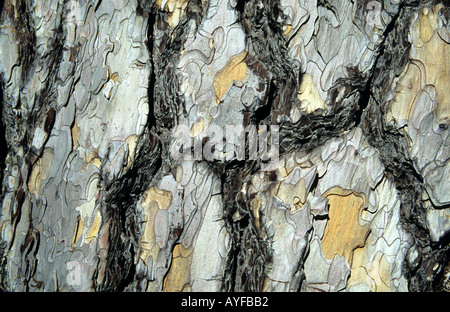 Detail of Pine Tree Bark, Troodos Mountains, Cyprus Stock Photo