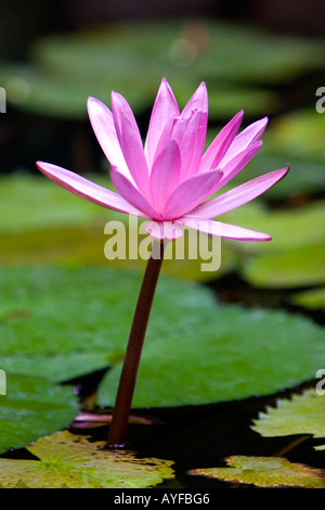 Nymphaea pubescens. Two Pink Water Lilies surrounded by lily pads in a water garden in India Stock Photo