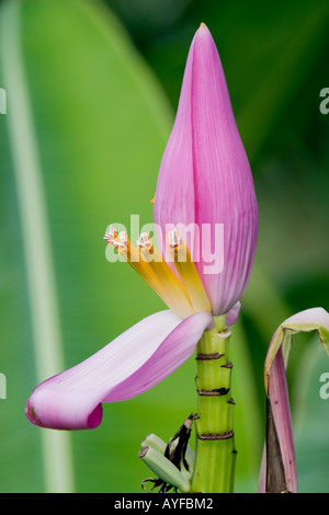 Musa ornata. Flowering Banana. Ornamental banana flower in India Stock Photo