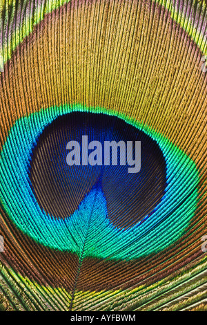 Close up of peacock feather Stock Photo