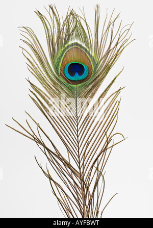 Close up of peacock feather