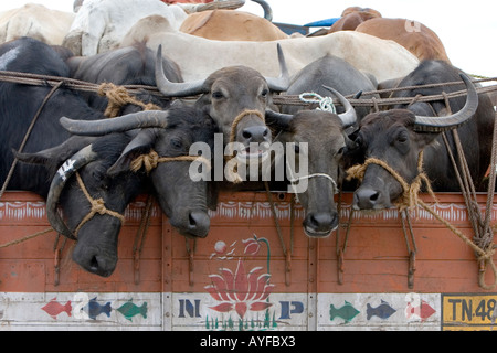 Transporting water buffalo and zebu cows in a truck to a Kerala cattle market, Southern India Stock Photo