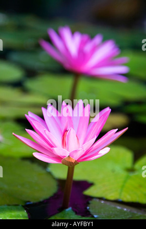Nymphaea pubescens. Two Pink Water Lilies surrounded by lily pads in a water garden in India Stock Photo