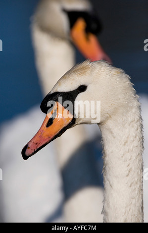Cygnus olor. Mute swans Stock Photo