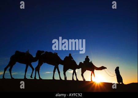 Tourism Tourists riding on camels in the sand dunes of Erg Chebbi area Sahara desert Morocco Stock Photo