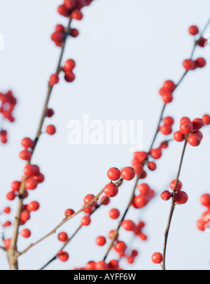 Close up of berries on branches Stock Photo