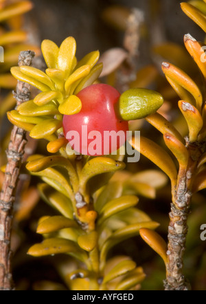 Snow totara ( Podocarpus nivalis )  in fruit A dwarf podocarp primitive gymnosperm Tongariro North Island New Zealand Stock Photo