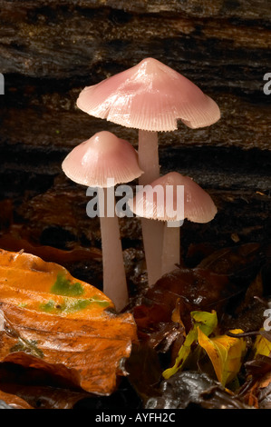 Rose Russula fungus Stock Photo - Alamy