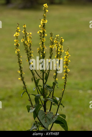 Dark mullein in flower Verbascum nigrum Stock Photo