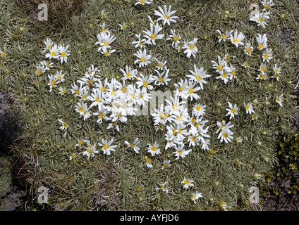 White cushion daisy in the Black Birch Range at about 1350m South Island New Zealand, Celmisia sessiliflora Stock Photo