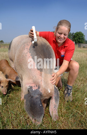 A FARM PARK ASSISTANT APPLIES SUN BLOCK TO THE EARS OF A GLOUCESTER OLD SPOT SOW AT THE COTSWOLD FARM PARK Stock Photo