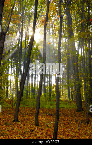 Autumn Forest Stock Photo