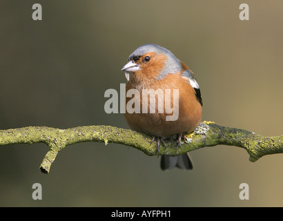 Chaffinch,  Fringilla coelebs, male sitting on branch eating a fly, UK wild bird Stock Photo