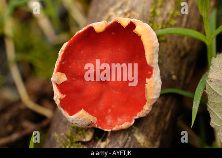 Scarlet Cup Fungus, Sarcoscypha austriaca Stock Photo