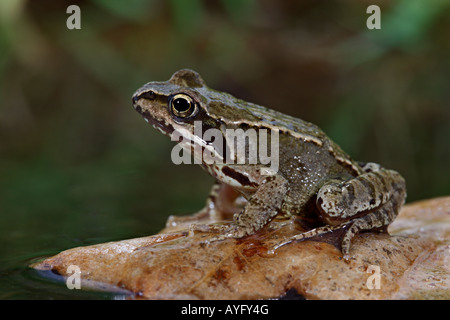 Common Frog Rana temporaria sitting on floating Oak leaf Potton Bedfordshire