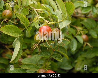 Sweet briar, rosa rubiginosa hips Stock Photo