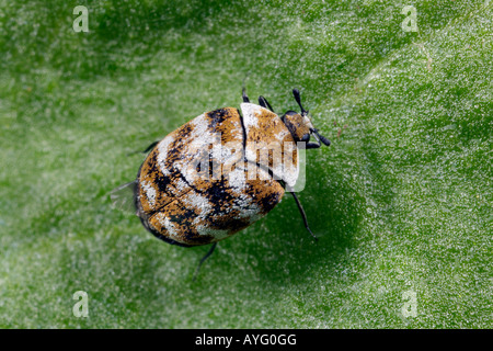 Varied carpet beetle Anthrenus verbasci at rest on leaf Potton Bedfordshire Stock Photo