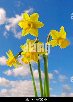 Daffodils against a blue sky with clouds. Stock Photo