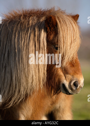 Portrait of a Shetland Pony brown colour with long woolly Portrait of a Shetland Pony brown colour with long woolly