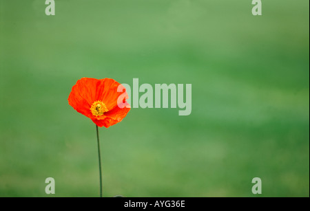 Single red poppy Stock Photo