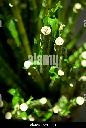 Cut, green and fresh bamboo stalks looking down the stems with selective focus on the tips. Stock Photo