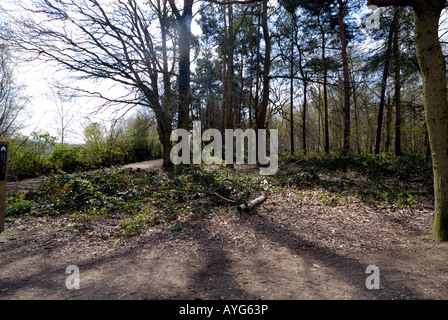 High Woods Country Park, Colchester, Essex Stock Photo