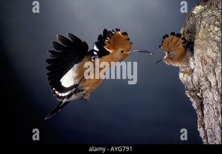 African Hoopoe UPUPA EPOPS AFRICANA flying in with titbit for its chick in nest Western Cape South Africa Stock Photo