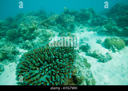 Africa Tanzania Zanzibar Matemwe Bay Soft corals in shallow depths of Indian Ocean Stock Photo