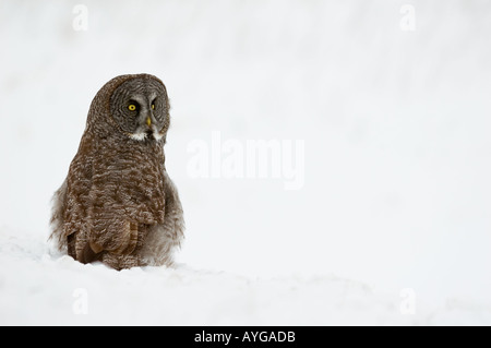 Great Gray Owl sits in snow after diving for food Stock Photo