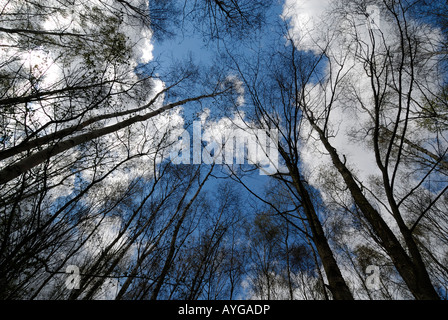 High Woods Country Park, Colchester, Essex Stock Photo