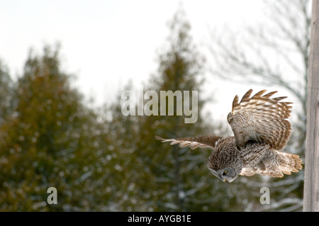Great Gray Owl diving off of tree to capture prey Stock Photo