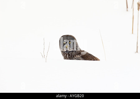 A great gray owl peers over a snowbank after diving in after prey Stock Photo