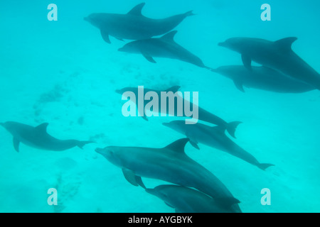 Africa Tanzania Zanzibar Matemwe Bay School of Bottlenose dolphin Tursiops truncatus swimming in Indian Ocean Stock Photo