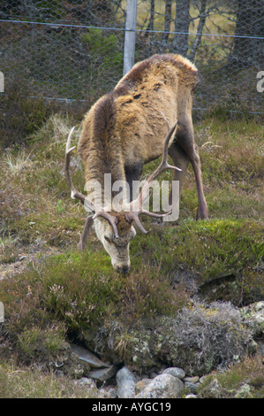 Red Deer Cervus elaphus alongside the River Dee in Perthshire Scotland with deer proof fence behind
