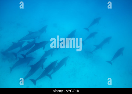 Africa Tanzania Zanzibar Matemwe Bay School of Bottlenose dolphin Tursiops truncatus swimming in Indian Ocean Stock Photo