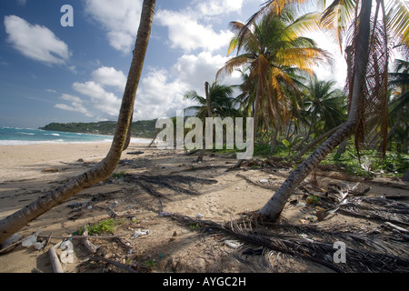 Jamaica Long bay at east coast after Hurricane Dean destroyd palm trees and beach bars and houses Stock Photo
