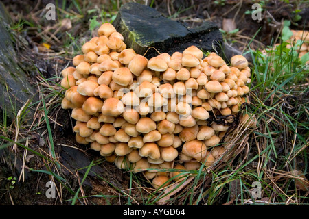 Heart shape fungi growing on a tree stump in the Polish National Forest. Zawady Poland Stock Photo